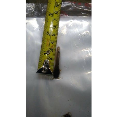 Bibit lele sangkuriang dan mutiara