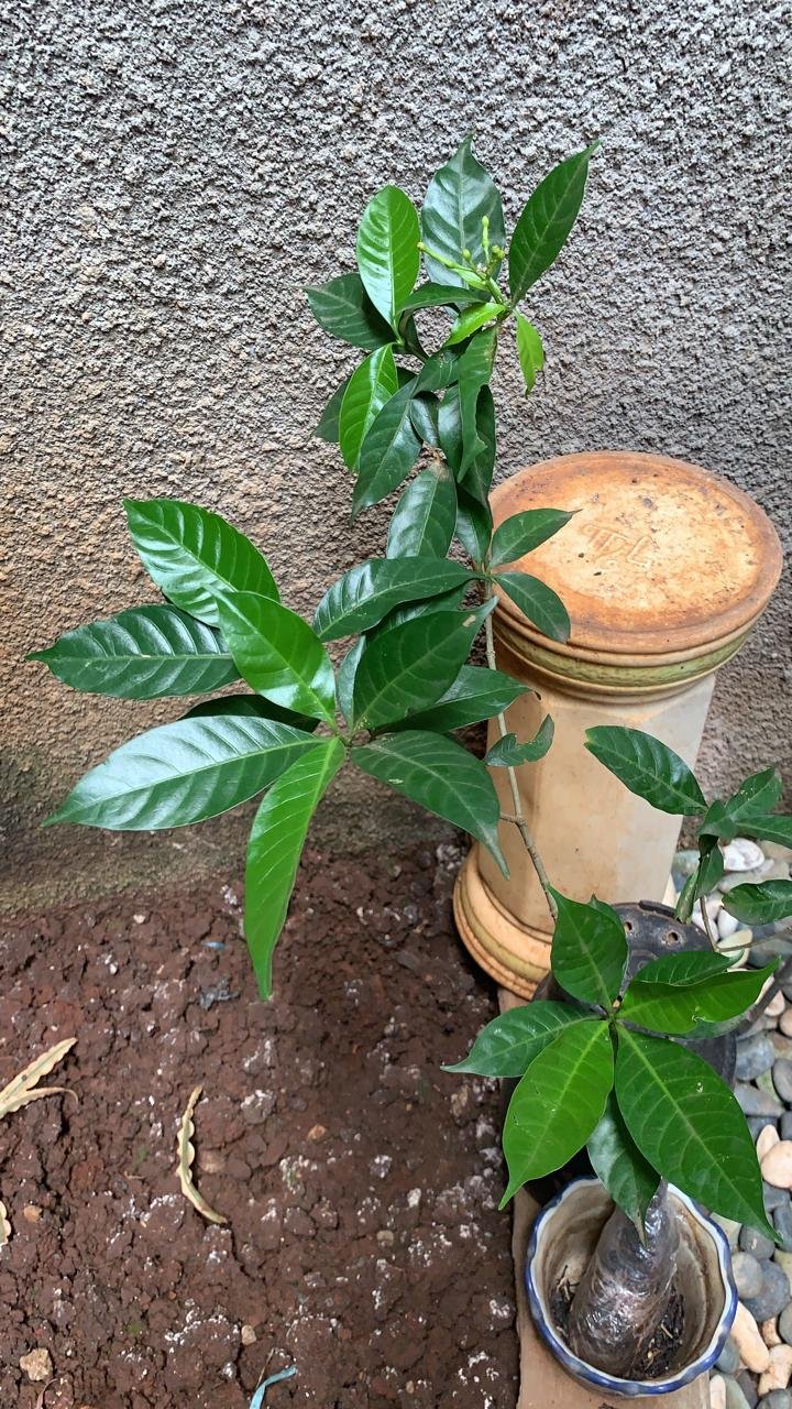 Tanaman Hias Melati - Melati Kaca Piring - Kaca Piring - Gardenia Augusta