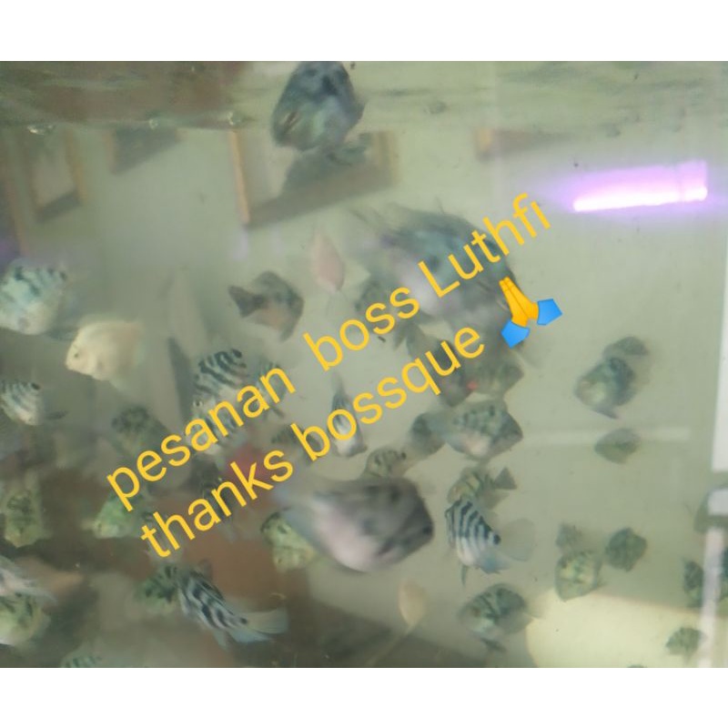 

Foto rekber