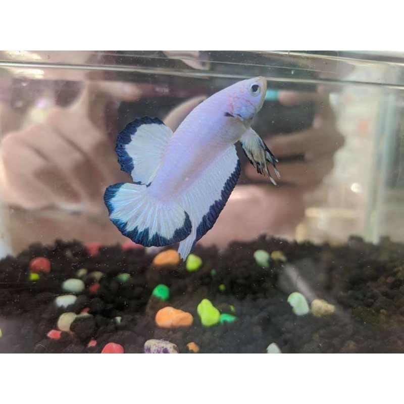 ikan cupang blue rim