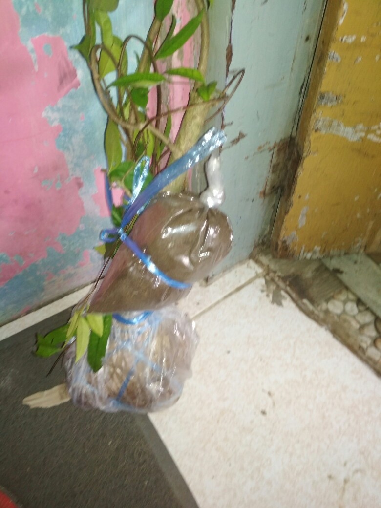 Prospek Bonsai Anting Putri _ Wrightia Religiosa _ Bahan Cepat Jadi!