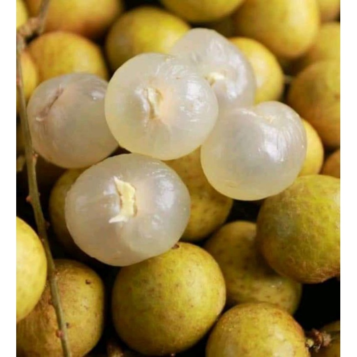 

Buah Kelengkeng Bangkok super /1kg