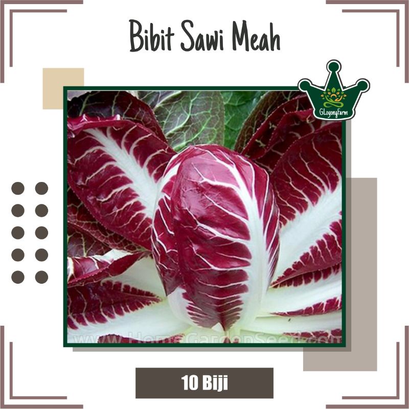 Benih Sayuran Selada Brokoli Kangkung Bayam Seledri Kubis BungaKol Pakcoy Caisim Kailan-Sawi Merah