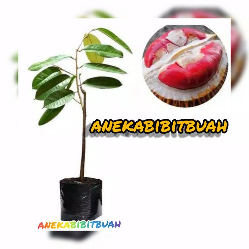 BIBIT DURIAN MERAH ASLI