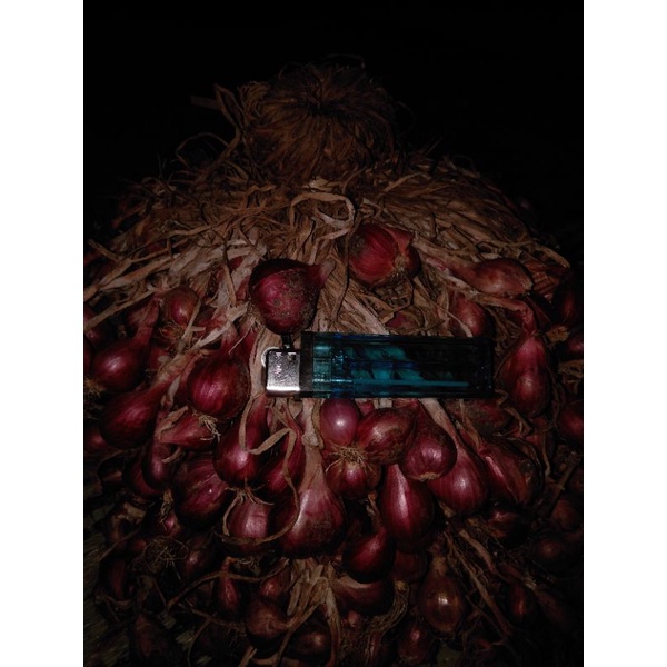 Bibit siap tanam bawang merah 1kg super brebes (45 - 55hari sudah bisa dipanen)
