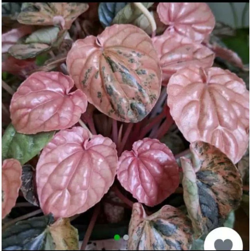 tanaman hias peperomia caperata pink lady