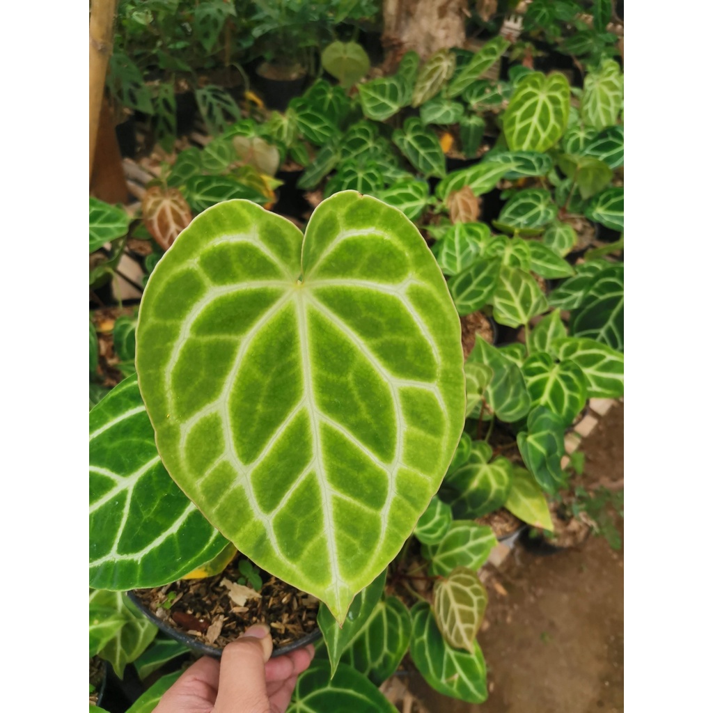 Tanaman bunga Anthurium tarantula x Anthurium magnificum / kalong ( Hybrid)