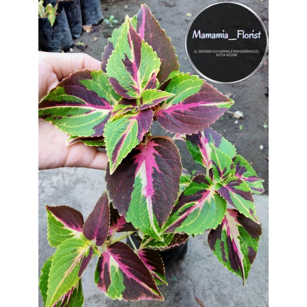 Limited Tanaman Hias Miana ID Sultan Borneo Ready Berakar Seperti Gambar