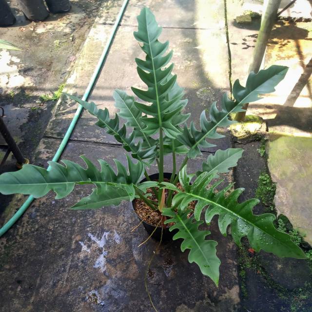 Tanaman hias Philodendron gergaji  ring of fire Shopee  Tanaman hias Philodendron gergaji  ring of fire Shopee