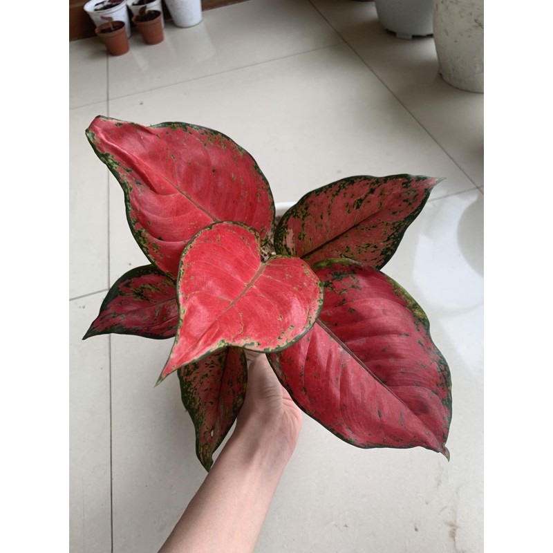 Aglonema Red Anjamani Super