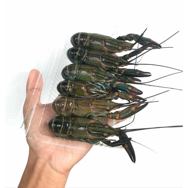 

lobster air tawar red claws