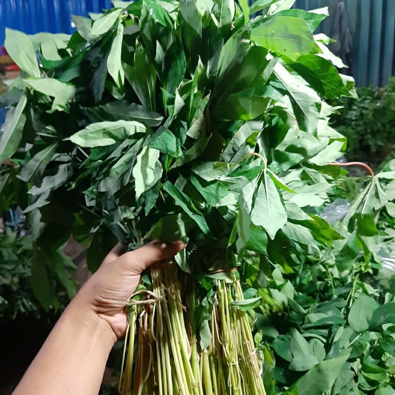 

Sayur Daun Singkong 1 ikat isi 3pcs