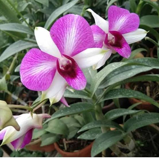 dendrobium pasca bunga