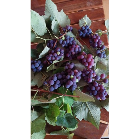 bibit anggur hitam(lokal)