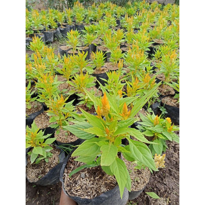 tanaman hias bayam hias