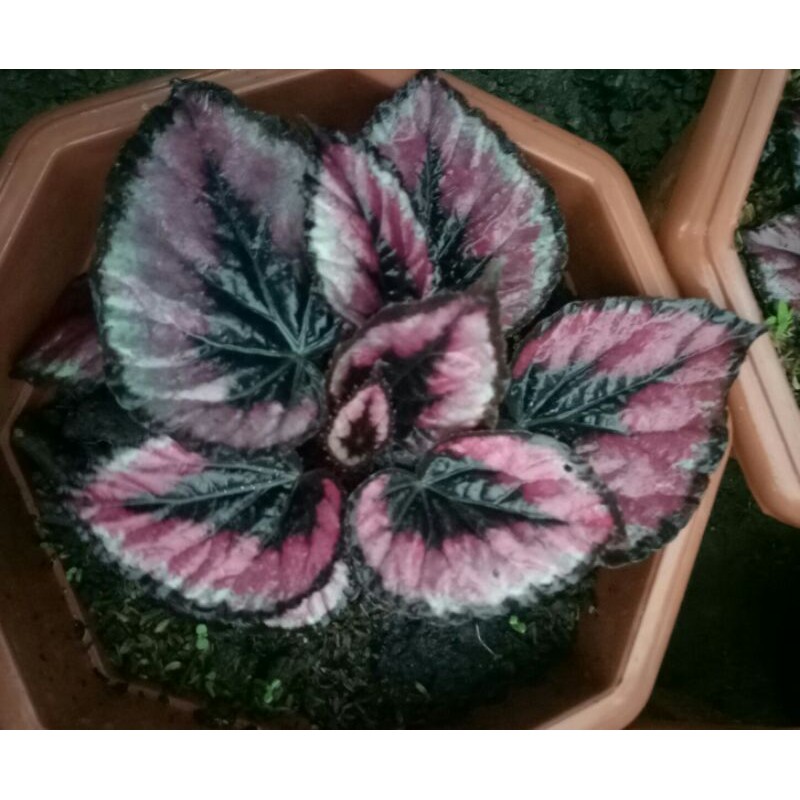 bunga begonia rex