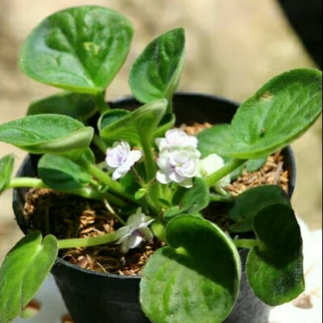 Tanaman gantung white african violet