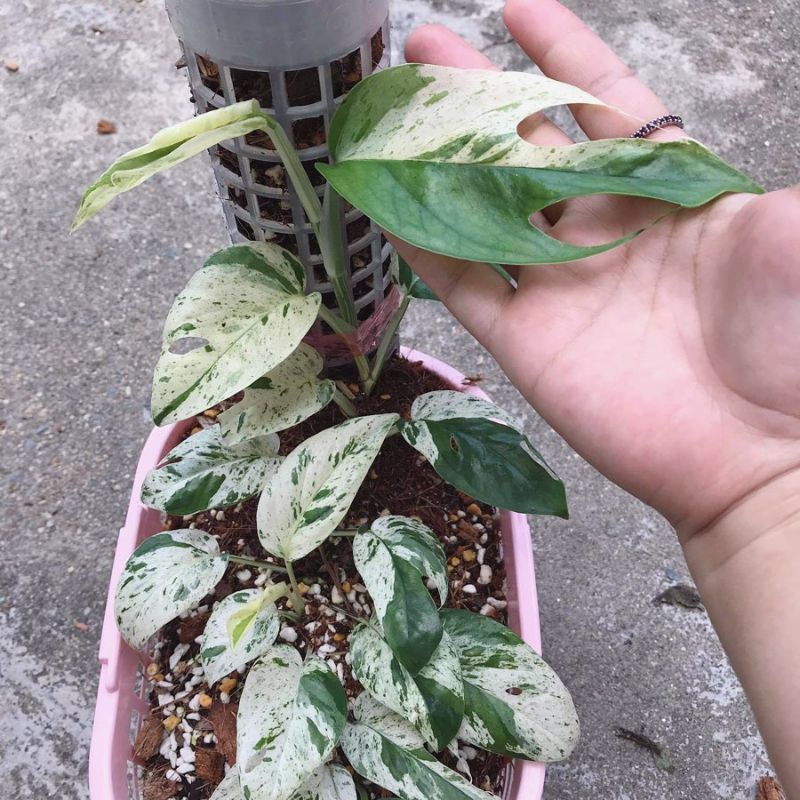 Epipremnum Pinnatum Marble