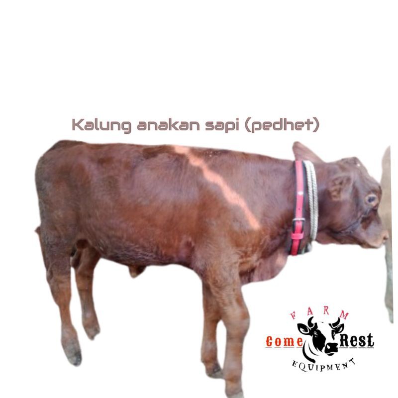 Kalung anakan sapi Pedhet 3cm