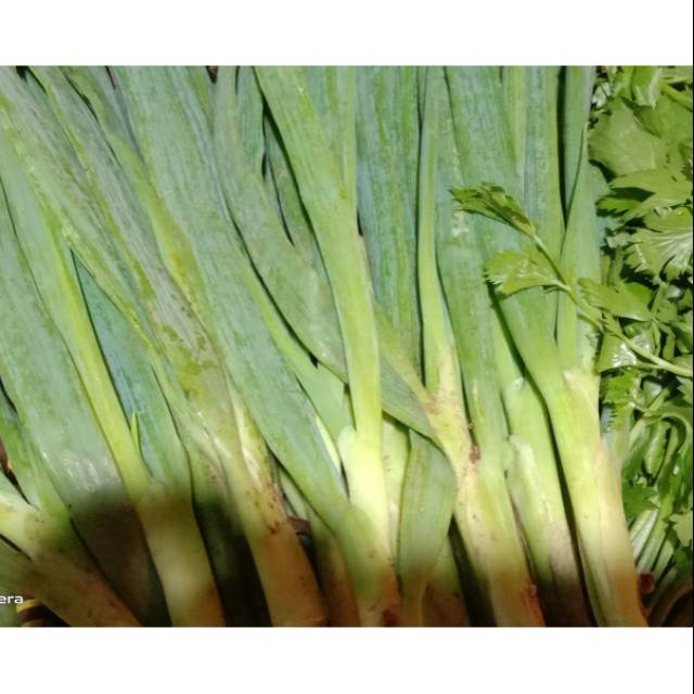 

[Bandar Sayur Jakarta] Daun Bawang