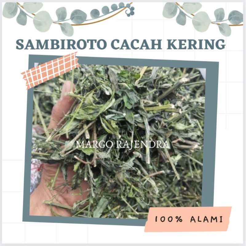 

Sambiroto cacah kering 500g sambiroto herbal murni