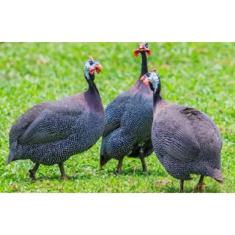 TELUR TETAS AYAM HIAS MUTIARA UNTUK DI TETASKAN
