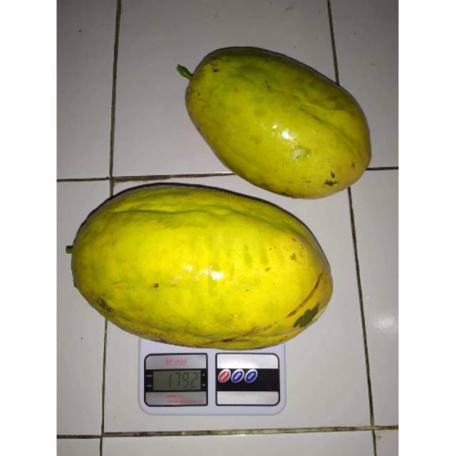 Benih Bibit Biji - Markisa Jumbo Super - Berat buah hingga 1.5 kg (10 Biji)