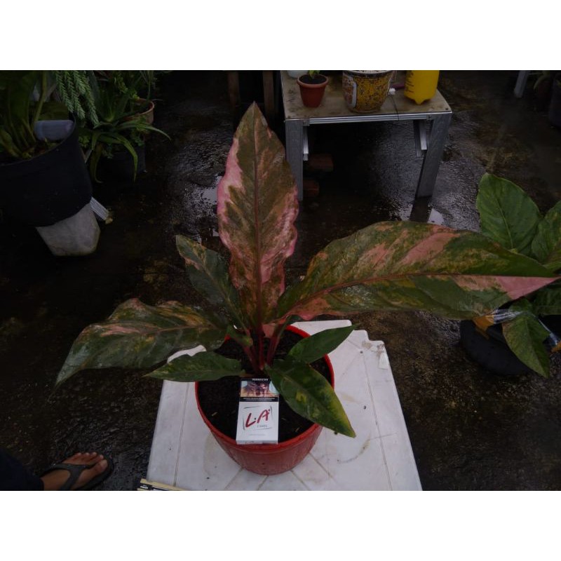 Anthurium Hookeri Varigata Pink