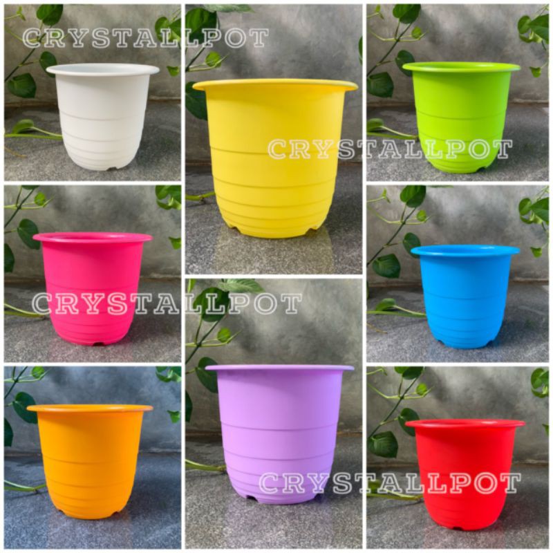 Pot bunga tanaman warna warni cactus 18cm  - nkt cactus