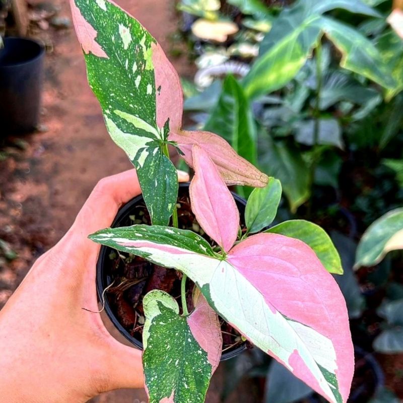 Syngonium Pink Spot / syngonium / singonium / syngonium pink / singonium pink / singonium pink splas