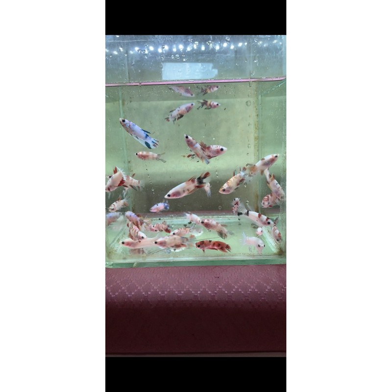 ikan cupang nemo galaxy