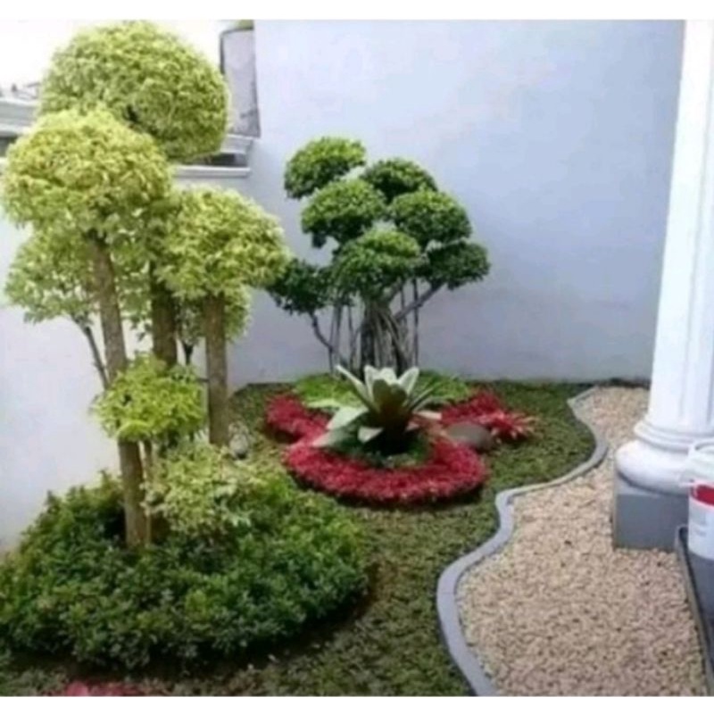 Tanaman Hias Anting Putri - Bibit Pohon Bonsai Anting Putih - Pohon Hias  Murah