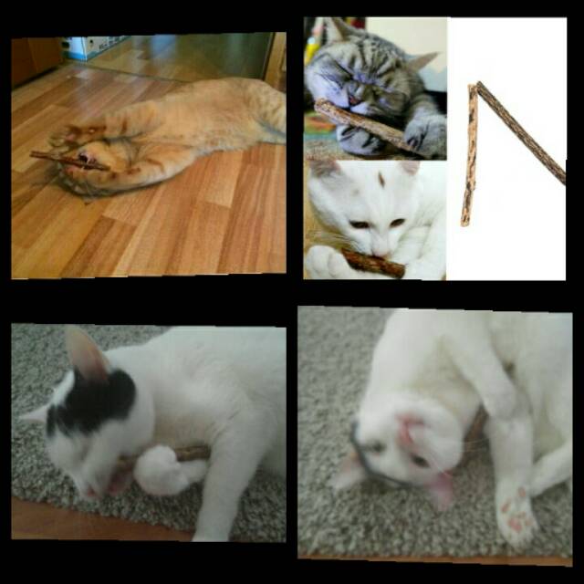 Catnip batang katnip import isi 2 snack natural stick watatabi kucing