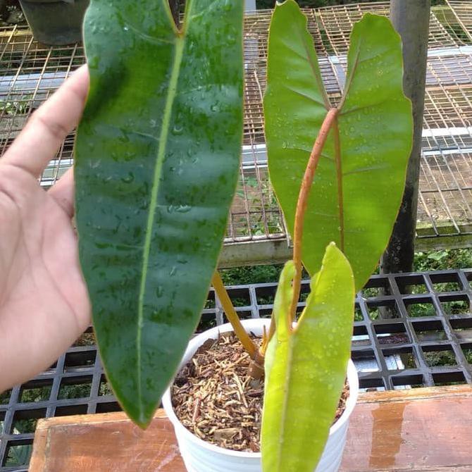 Philodendron Billietiae *Kw1 / Philo Kabel Busi - Tanaman Hias / Bibit Mawarolshop1