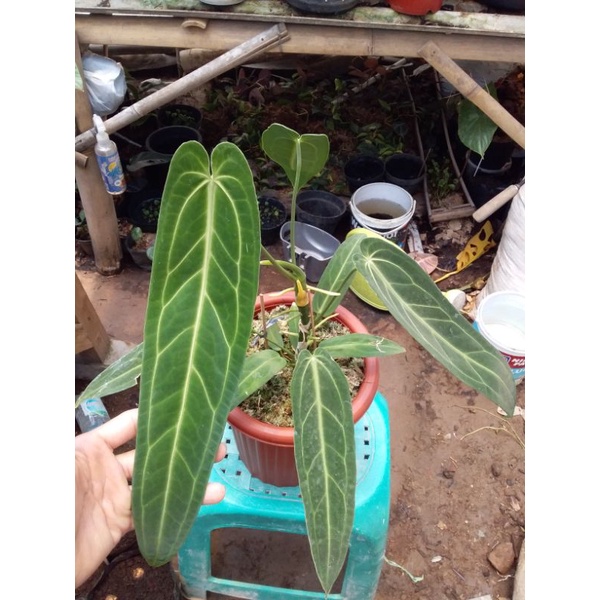 warocquaenum/Lidah gajah