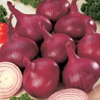 Benih Bibit Biji - Onion Red Burgundy Bawang Bombay Merah Ungu Seeds - IMPORT