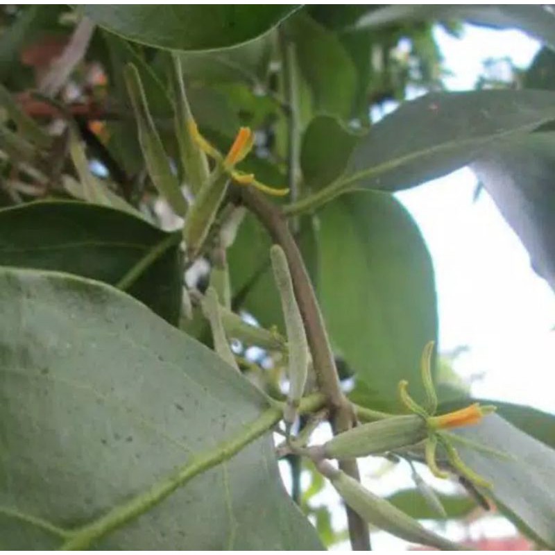 

Jual Benalu Randu Segar 1 Kg