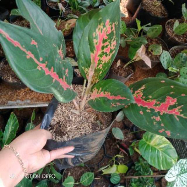 PROMO AGLONEMA  KOCIN - bibit aglonema