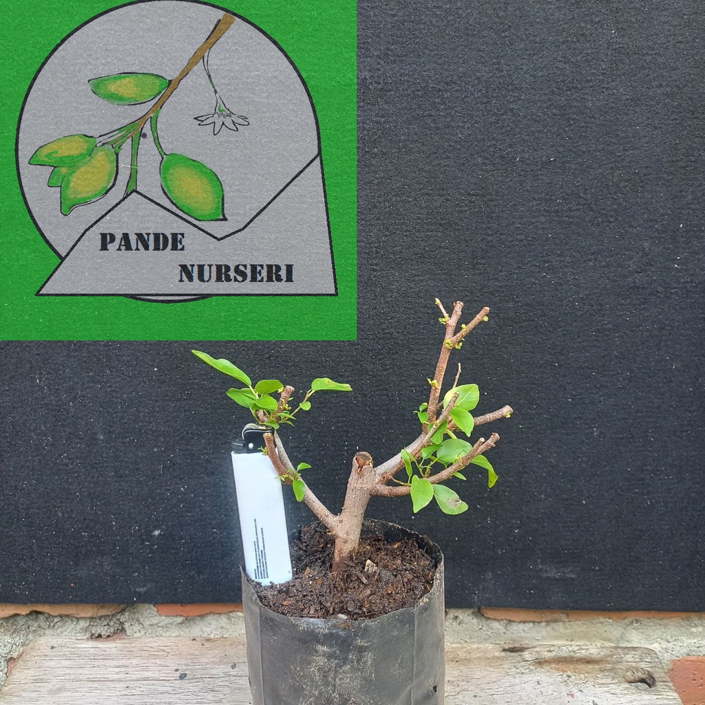 Beringin Sepreh / Beringin Iprik Hasil Stek Bonsai Mame Tanaman Hias