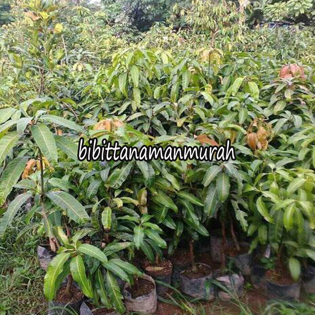 Bibit buah mangga chokanan