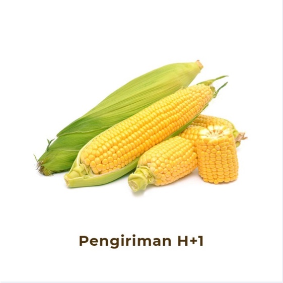 

Jagung Segar
