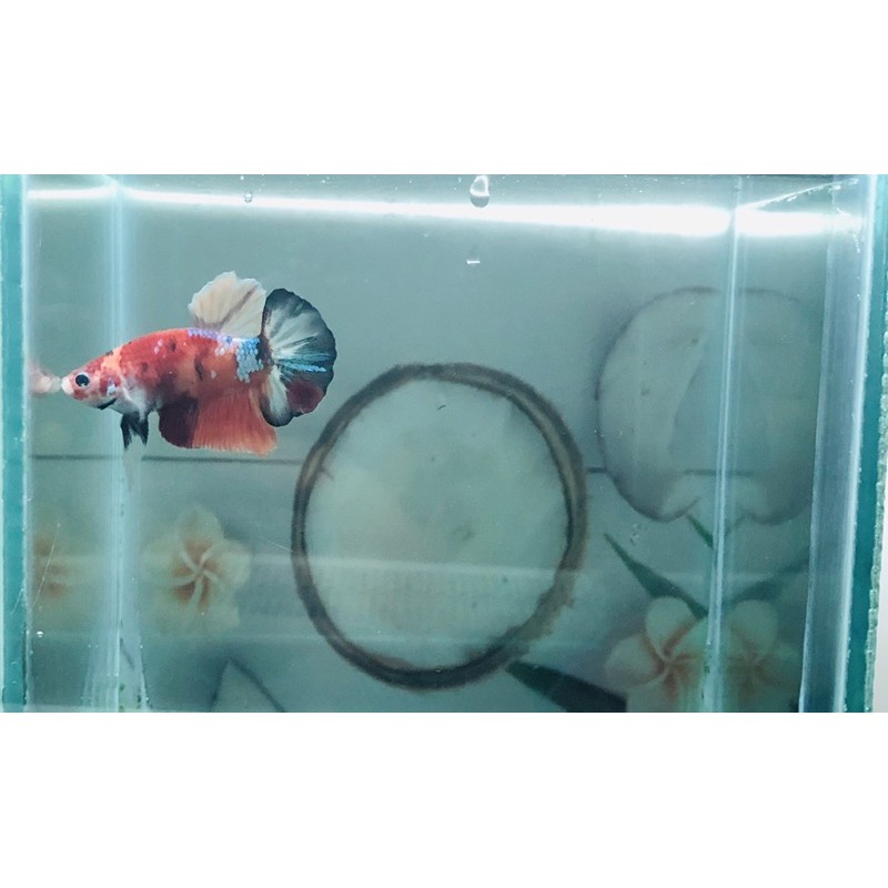 ikan cupang nemo galaxy line nemo gold