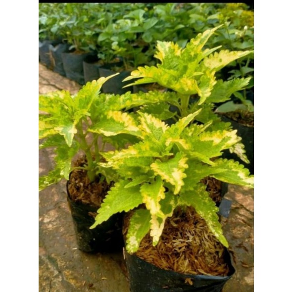 Miana Hijau Kombinasi Kuning