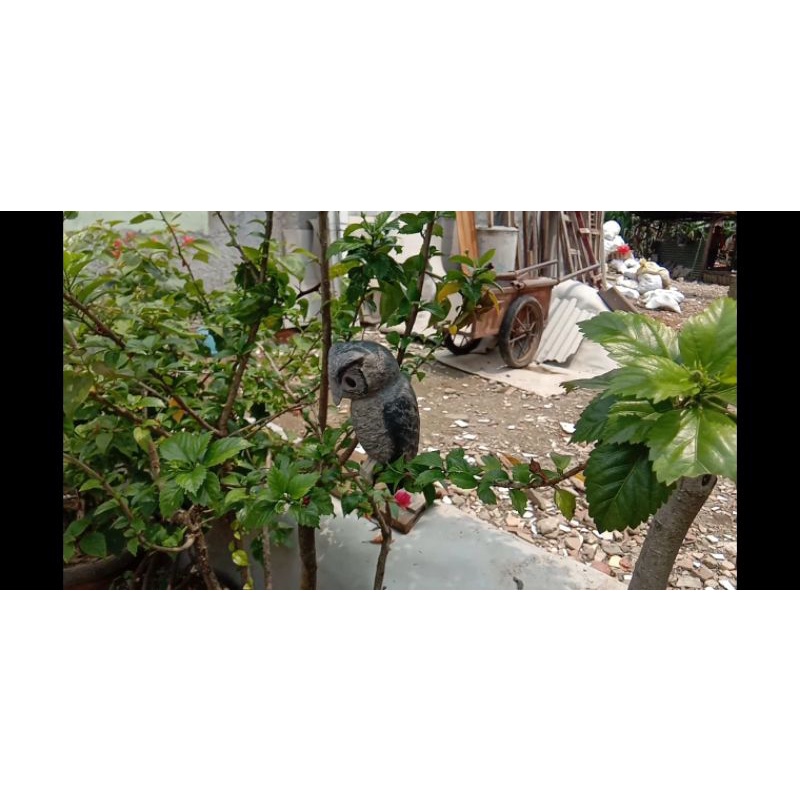 jontrot burung celepuk