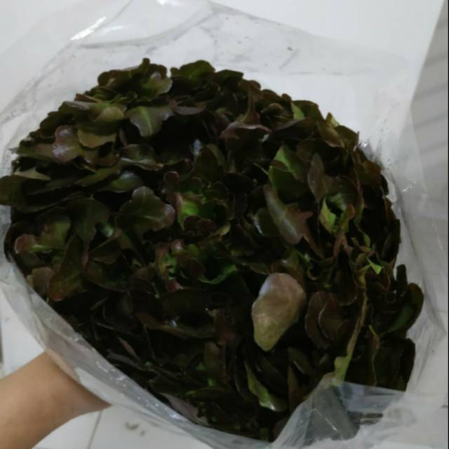 

Selada Oakleaf Merah / Red Oakleaf Lettuce 500 gram