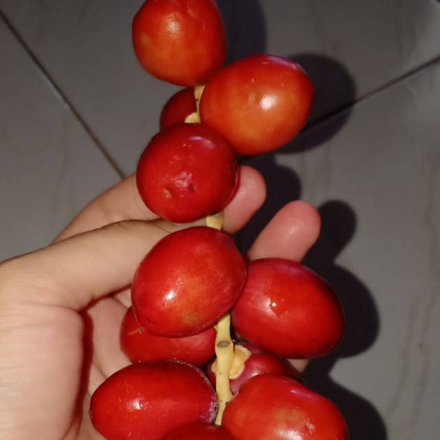 

Kurma Muda Merah/1Kg