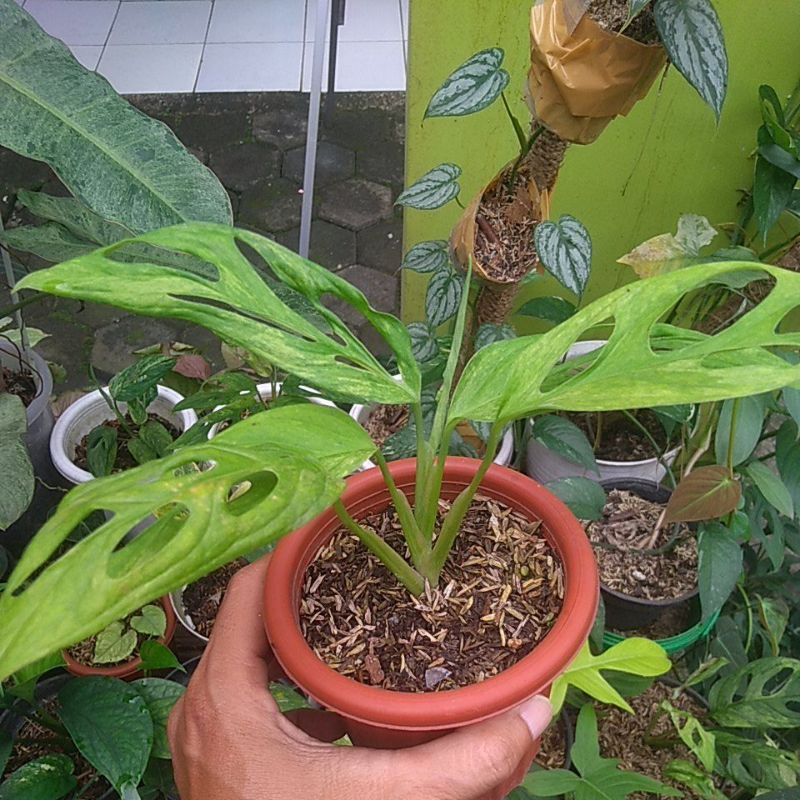 janbol/monstera adansonii variegata