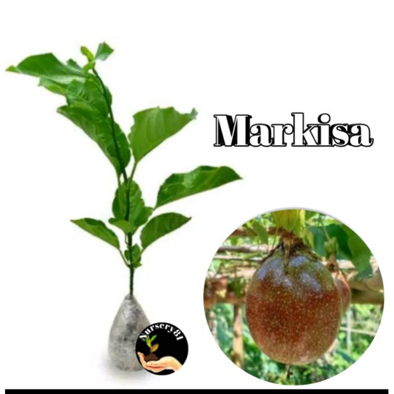 bibit buah markisa manis