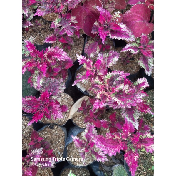 tanaman hias | miana premium