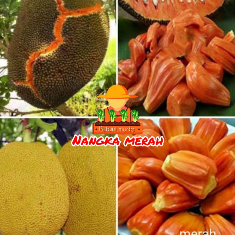 Bibit Nangka Merah Okulasi